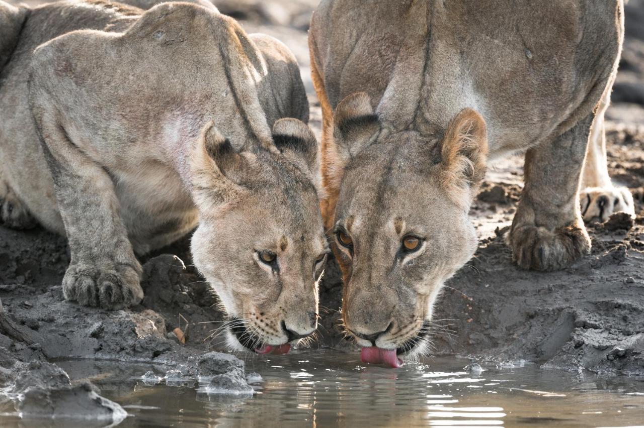 Anderssons At Ongava Villa Okaukuejo Buitenkant foto